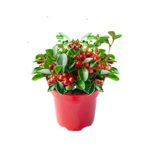 Golteria rozesłana 'Winter Pearls' don. 12 cm wys. 10-15 cm