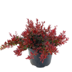 Berberys Mix 30 - 40 cm PBR C2