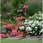 Róża okrywowa 30 - 40 cm 2 l