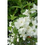Jaśminowiec wonny 60 - 90 cm 2 l