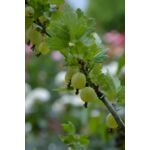 Agrest zielony/czerwony 60 - 90 cm 2 l