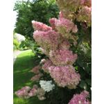 Hortensja bukietowa Premium C2 40 - 60 cm