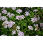 Tawuła japońska 30 - 40 cm 2 l