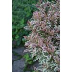 Krzewuszka cudowna premium 40 - 90 cm 2 l
