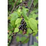 Porzeczka czarna 60 - 90 cm 2 l
