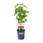 Porzeczka czarna 60 - 90 cm 2 l