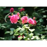 Krzew róży doniczka C4