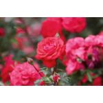 Krzew róży doniczka C3