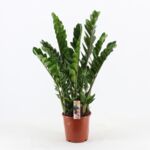 Zamioculcas 90 x 21 cm
