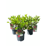 Hortensja wiechowata 30 - 40 x 21 cm