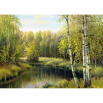 Obraz na płótnie 50 x 70 cm Brzozy