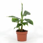Bananowiec 31 cm doniczka 12 cm