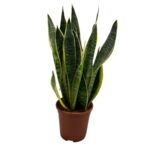Sansevieria 60 cm doniczka 17 cm