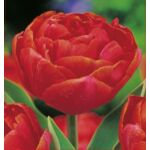 Tulipan Miranda rozmiar 10-11 kapers 3 sztuki