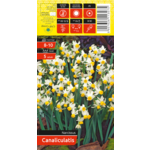 Narcyz żółty rozmiar 8-10 5 sztuk