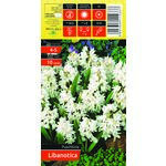 Puszkinia biała rozmiar 4-5 10 sztuk