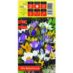 Krokus botaniczny rozmiar 5-6 7 sztuk mix