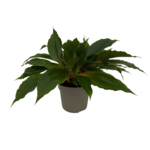 Chlorophytum princess mabel 30 x 14 cm