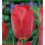 Tulipan Van Eijk rozmiar 10-11 kapers 3 szt