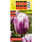 Tulipan Flaming Flag rozmiar 10-11 kapers 3 szt