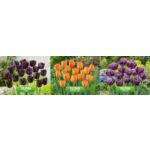 Tulipan mix 3 12-14 tacka luz 525 szt