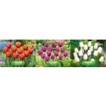 Tulipan mix 2 12-14 tacka luz 525 szt
