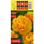 Tulipan Sunlover rozmiar 10-11 kapers 3 szt