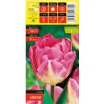 Tulipan Upstar rozmiar 10-11 kapers 3 sztuki