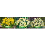 Narcyzy botaniczny rozmiar 12 600 sztuk mix