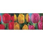Tulipan rozmiar 12 525 sztuk mix