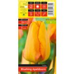 Tulipa Blushing Apeldorn rozmiar 10-11 kapers 3 szt