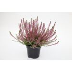 Wrzos Garden Girls / Beauty Ladies 10 cm