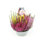 Wrzos Beauty Lady High Five doniczka 23 cm