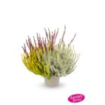 Wrzos Garden Girls Trio doniczka 10,5 cm