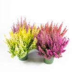 Wrzosiec delikatny BeautyQueen doniczka 12 cm