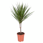 Dracena doniczka 17 cm mix