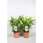 Kwiat dieffenbachia mix Camilla & Compacta doniczka 17 cm