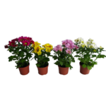 Chryzantema średniokwiatowa doniczkowa 9 cm