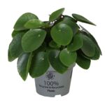 Kwiat Pilea Peperomioides 12 cm