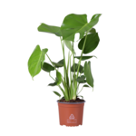 Monstera deliciosa doniczka 17 cm