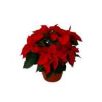 Poinsecja 6-9 pędów don.19 cm czerwona