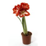 Amaryllis Mix 1 pęd czerwono-biały