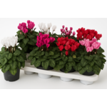 Cyclamen 25 cm doniczka 10,5 cm różnokolorowy