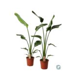 Strelicja Nicolai 100 x 21 cm