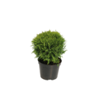 Thuja kulista wys. 20-30 cm don. 2 l