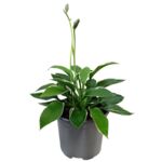 Funkia Mix 20-30 cm C2