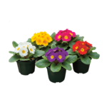 Prymula D510 - G 15 cm don.10,5 cm mix kolorów