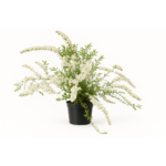 Tawuła szara 'Grefsheim' 20 - 30 cm 2 l