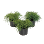 Cyprysik groszkowy Filifera Nana 20 - 30 cm 2 l