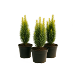 Cis media 'Stricta Viridis' 20 - 30 cm doniczka 17 cm